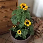 ファームステイ Ferienbauernhof Koller