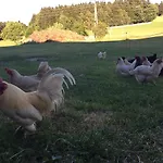 Ferienbauernhof Koller Helfenberg