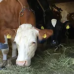 Ferienbauernhof Koller ファームステイ *