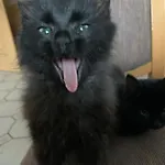 Ferienbauernhof Koller *