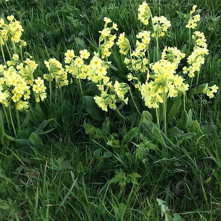 Ferienbauernhof Koller בית חווה Helfenberg