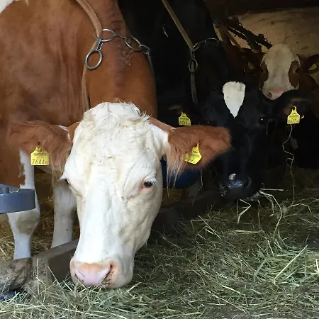 Ferienbauernhof Koller Bauernhof *