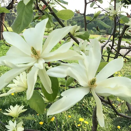 Ferienbauernhof Koller Helfenberg