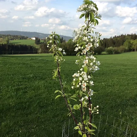 Ferienbauernhof Koller Bauernhof *