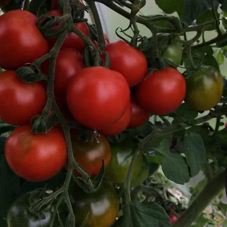 Ferienbauernhof Koller