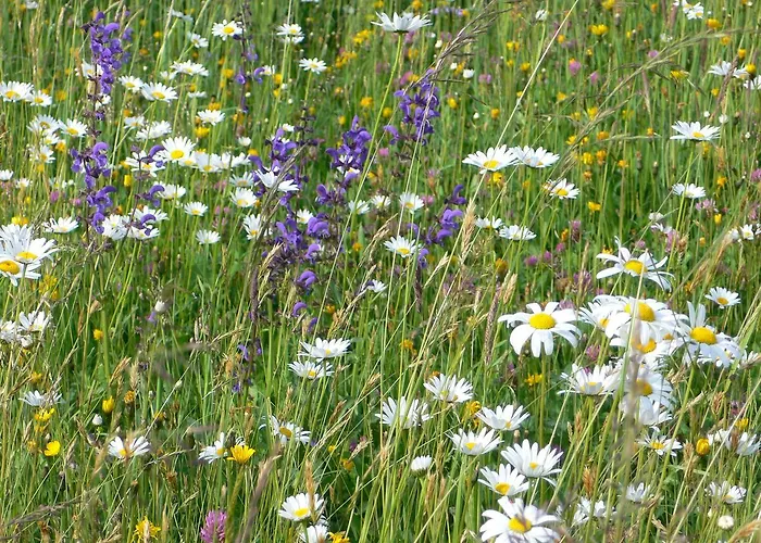 Farm stay Ferienbauernhof Koller Helfenberg
