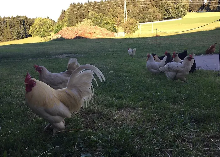 Ferienbauernhof Koller Helfenberg