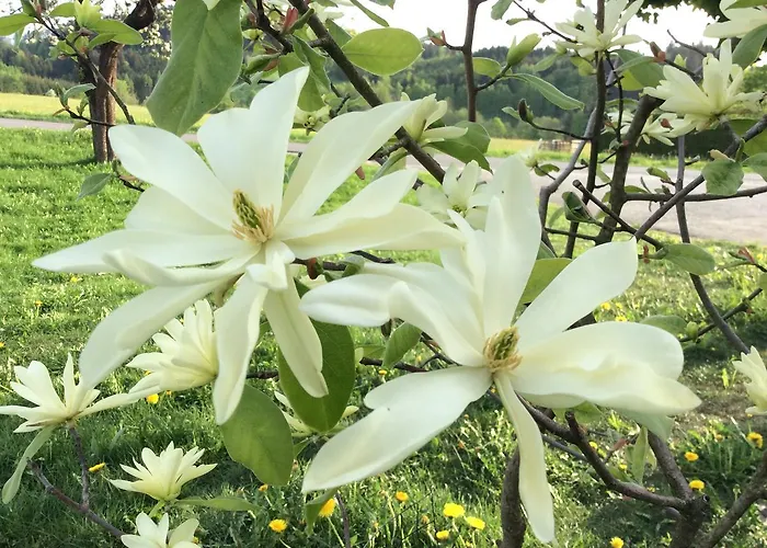 Ferienbauernhof Koller Helfenberg