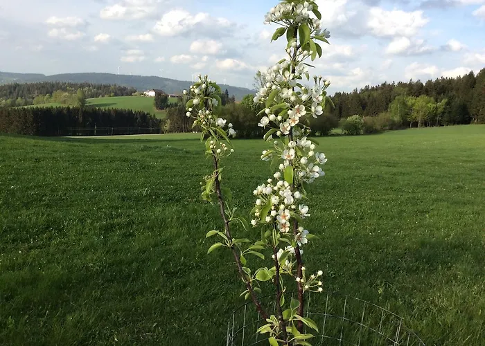 Ferienbauernhof Koller Farm stay *