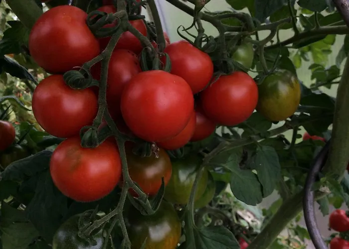 Ferienbauernhof Koller