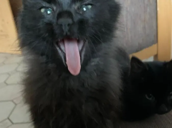 Ferienbauernhof Koller *