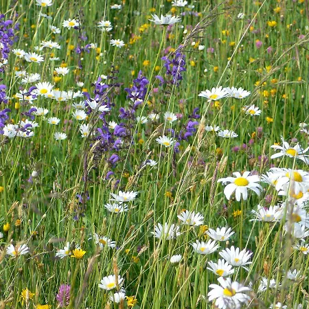 Vakantieboerderij Ferienbauernhof Koller Helfenberg
