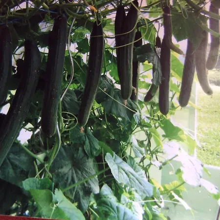 Bauernhof Ferienbauernhof Koller Helfenberg