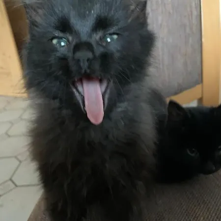 Ferienbauernhof Koller *