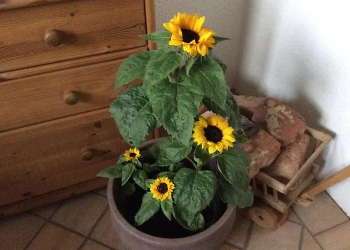 Vakantieboerderij Ferienbauernhof Koller