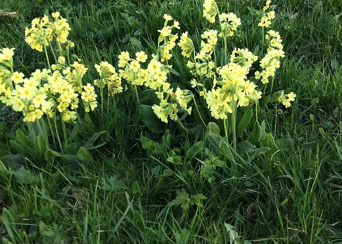 Ferienbauernhof Koller Vakantieboerderij Helfenberg