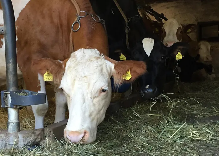Ferienbauernhof Koller Vakantieboerderij *