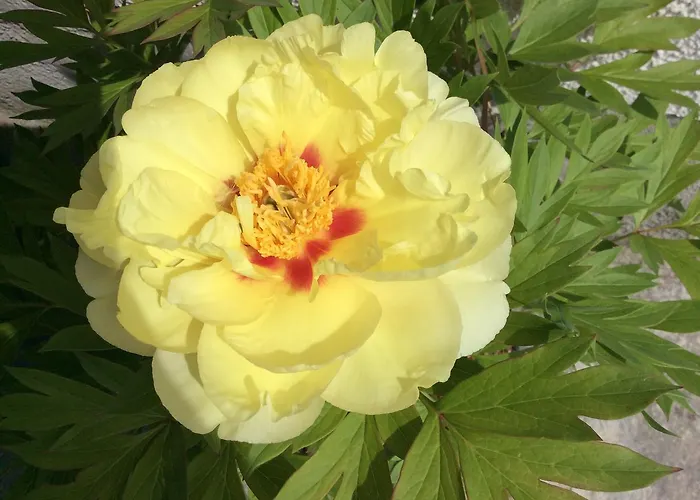 Ferienbauernhof Koller * Helfenberg