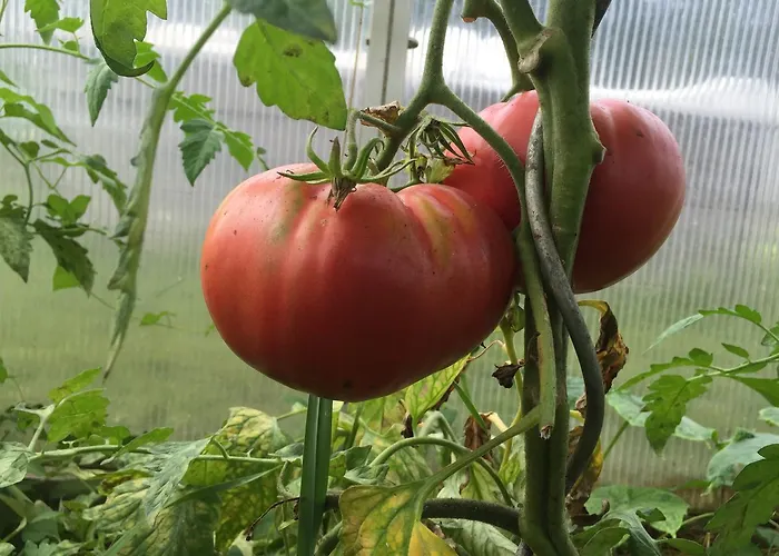 Vakantieboerderij Ferienbauernhof Koller *