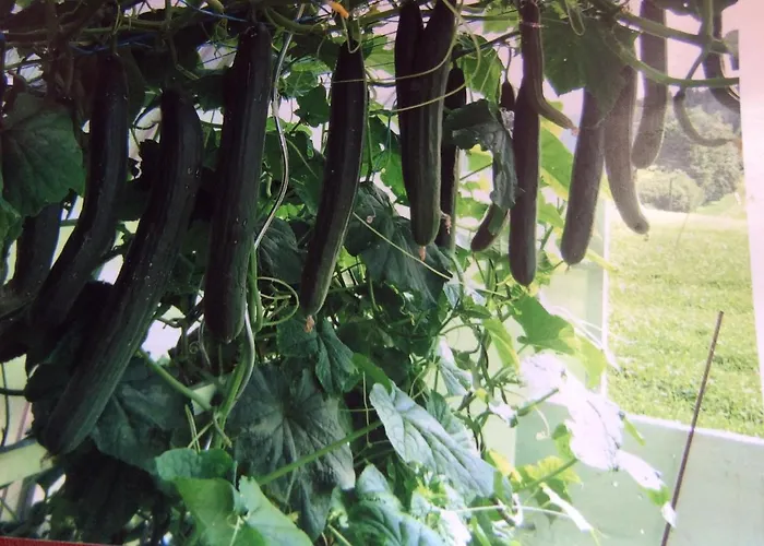 Vakantieboerderij Ferienbauernhof Koller Helfenberg