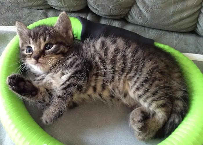 Ferienbauernhof Koller Helfenberg